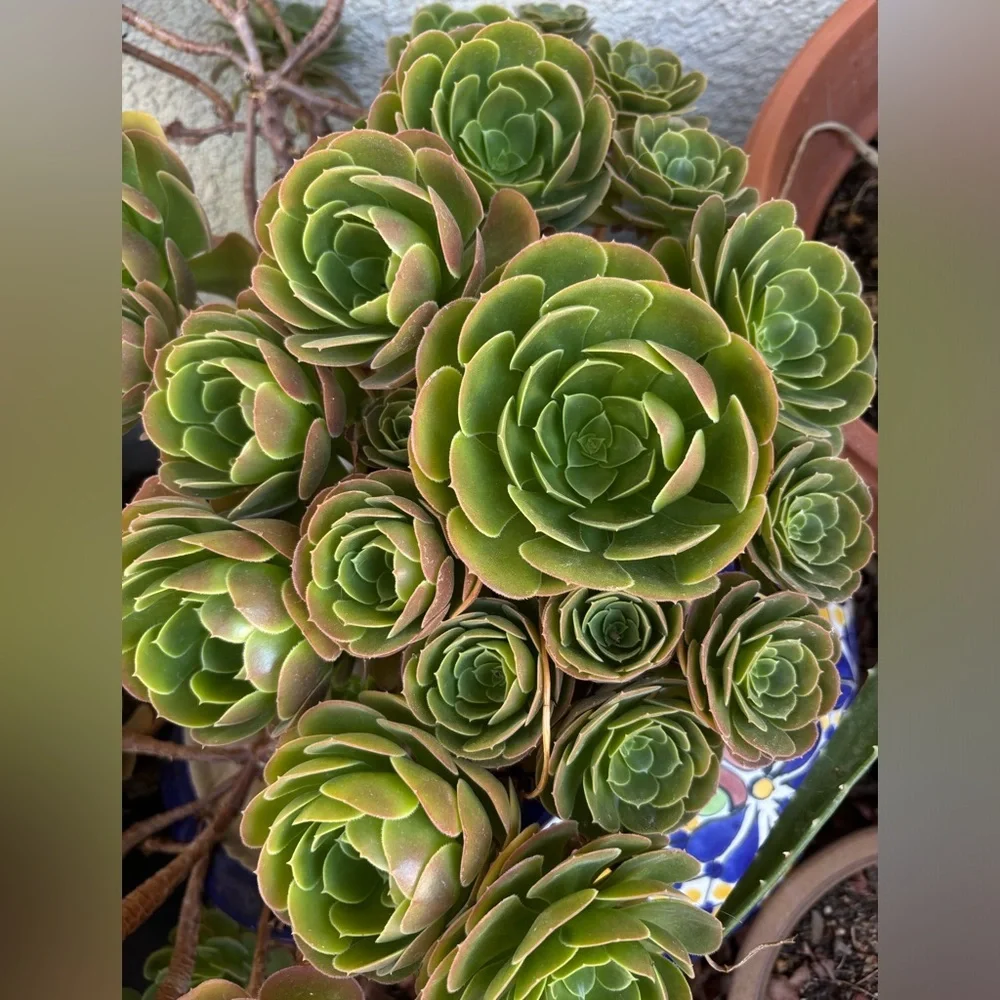 aeonium arboreum succulent plant